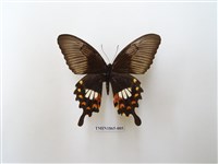 藏品(玉帶鳳蝶)的圖片